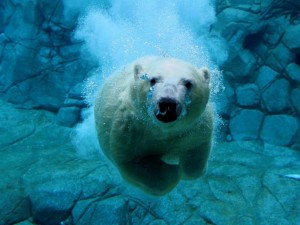 oso_polar