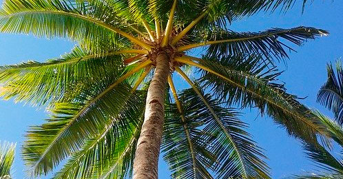 Palmeras